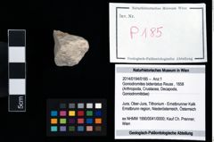 Foto (Objekt + Etikett) von Goniodromites bidentatus (Reuss, 1858)  (NHMW-GEO-2014-0194-0185)